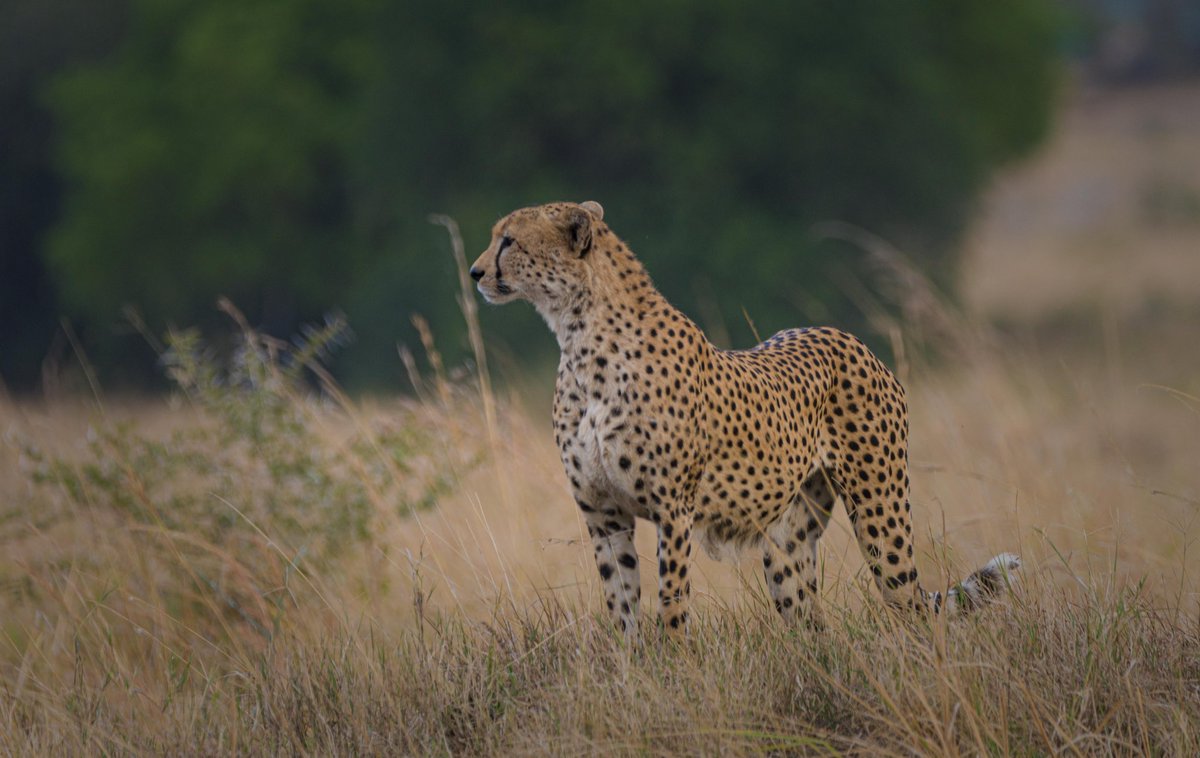 NewmanDixon1's tweet image. In my head!
Seriously considering waking up one day and spending 31 days on the eastern Uganda Circuit! 🙂↔️😎🤪
Pain Upe
Lake Opeta
Nakapiripiriti
Moroto
Bokora
Matheniko
Amudati
Kabongo - Kotido
Kidepo
Ajai Reserve
East Madi
Working on a none profit project - Birds…