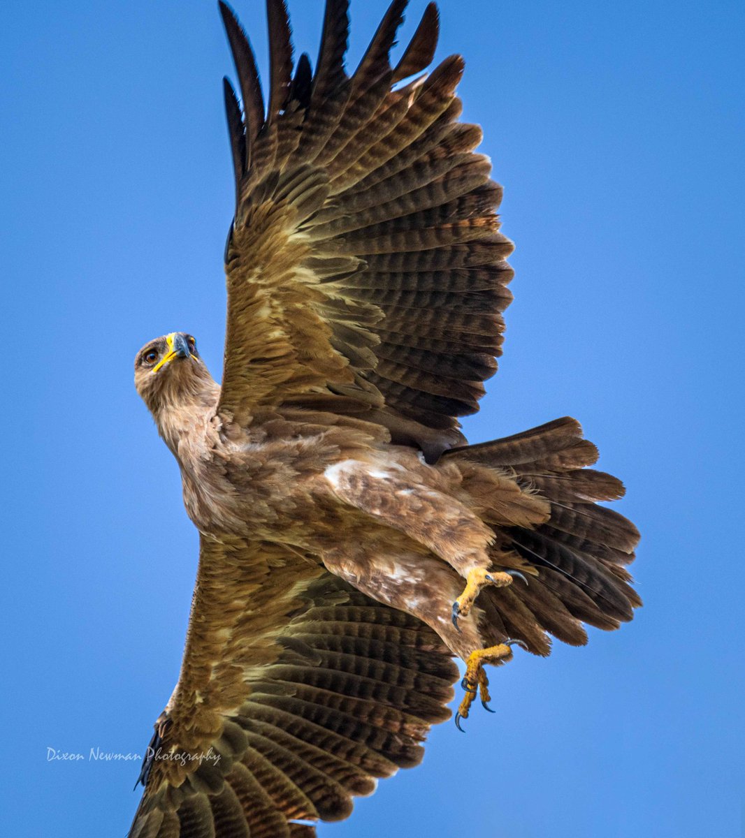 NewmanDixon1's tweet image. In my head!
Seriously considering waking up one day and spending 31 days on the eastern Uganda Circuit! 🙂↔️😎🤪
Pain Upe
Lake Opeta
Nakapiripiriti
Moroto
Bokora
Matheniko
Amudati
Kabongo - Kotido
Kidepo
Ajai Reserve
East Madi
Working on a none profit project - Birds…