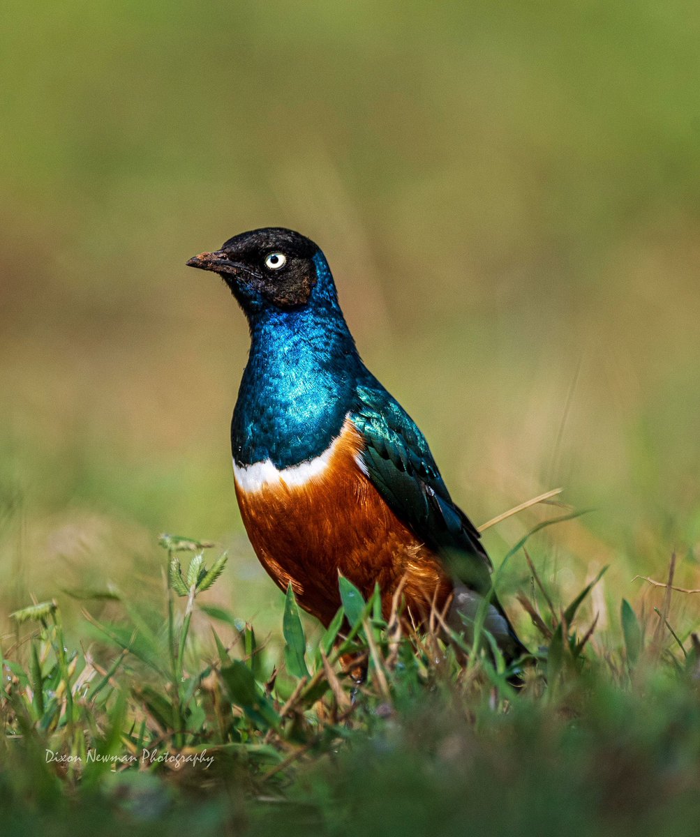 NewmanDixon1's tweet image. In my head!
Seriously considering waking up one day and spending 31 days on the eastern Uganda Circuit! 🙂↔️😎🤪
Pain Upe
Lake Opeta
Nakapiripiriti
Moroto
Bokora
Matheniko
Amudati
Kabongo - Kotido
Kidepo
Ajai Reserve
East Madi
Working on a none profit project - Birds…