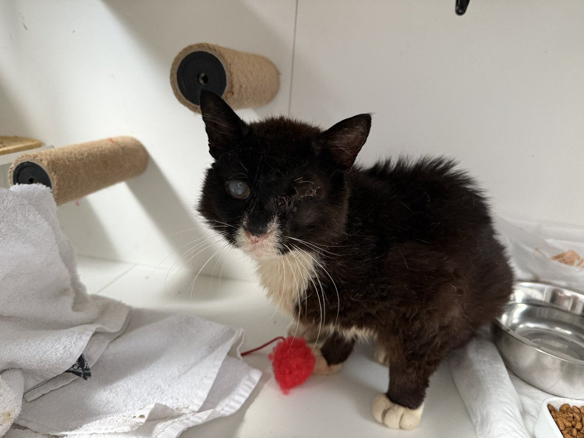 TinkerBell_just's tweet image. Hermann ist im
Haus umgezogen.
Er braucht nun keinen „Dauer-Blick“ mehr von uns.
Noch ist’s ungewohnt, aber er wird es noch zu schätzen wissen.
Morgen im
Space erzähl ich mehr dazu
#nordstadtkatzen