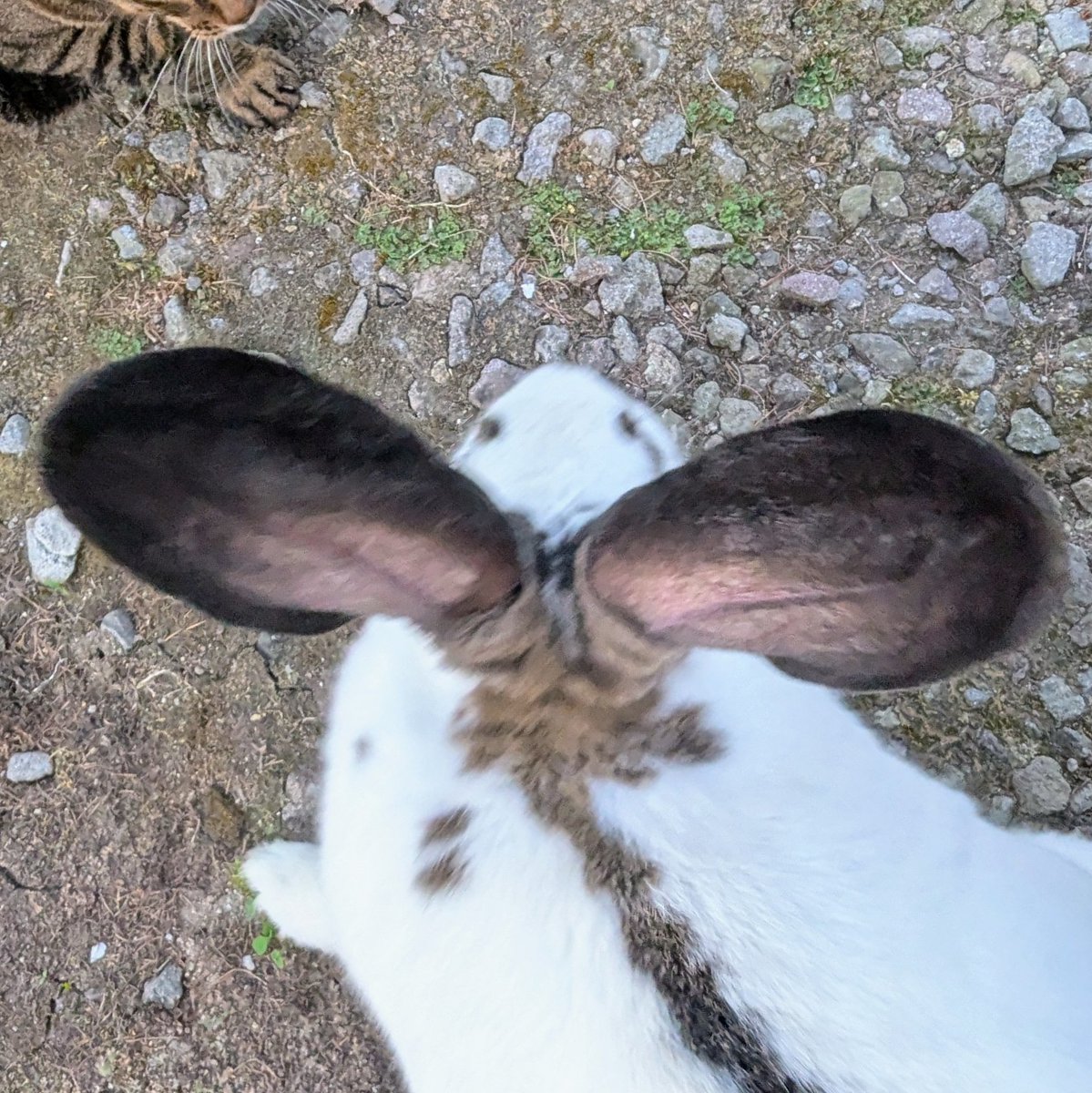 khaslana with a k tweet media