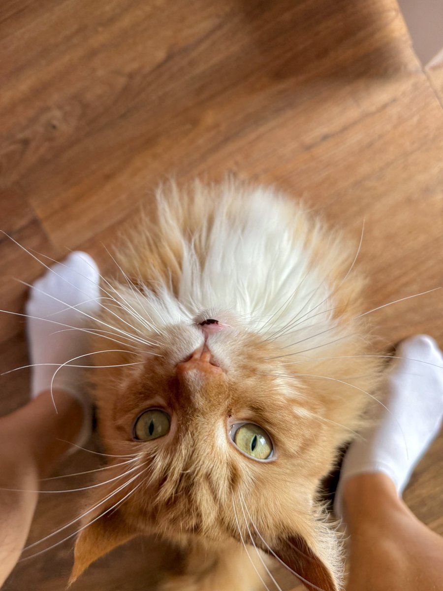 buddy_gizmo's tweet image. This is Gizmo before he does the “uppsy” - basically he sits between your legs, you touch his head and he stands up to get rubbed from head to toebean. It’s as cute and delightful as it sounds 😸😸🧡🧡🦁🦁 #WhiskersWednesday #teamfloof #CatsOfTwitter