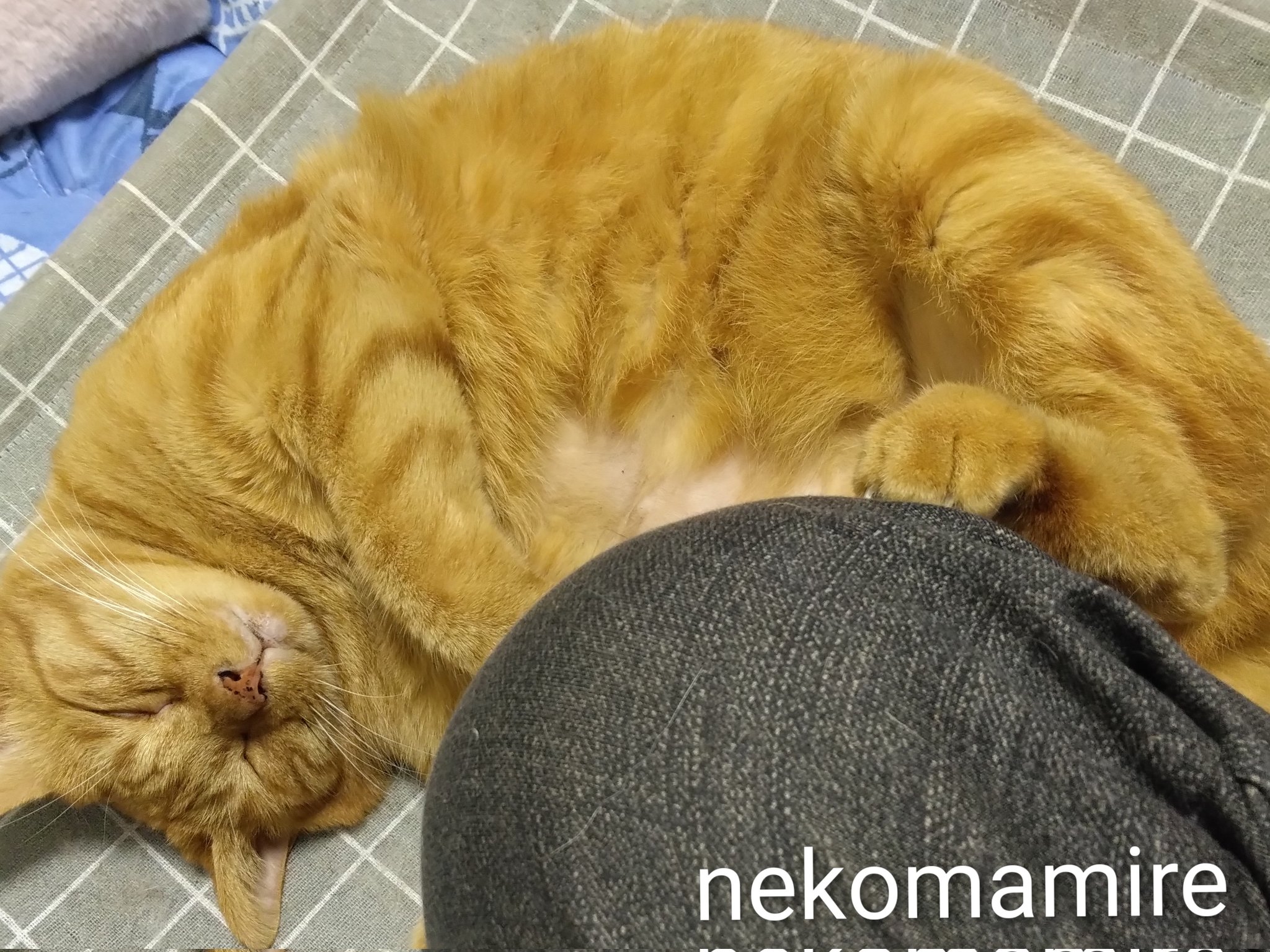 ねこまみれ ねこまみれ on X: 