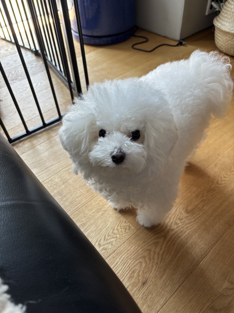 hkr_jgimsld's tweet image. 毛伸びてくると背中とかにちいこい竜巻みたいなの発生しててかわいいね
