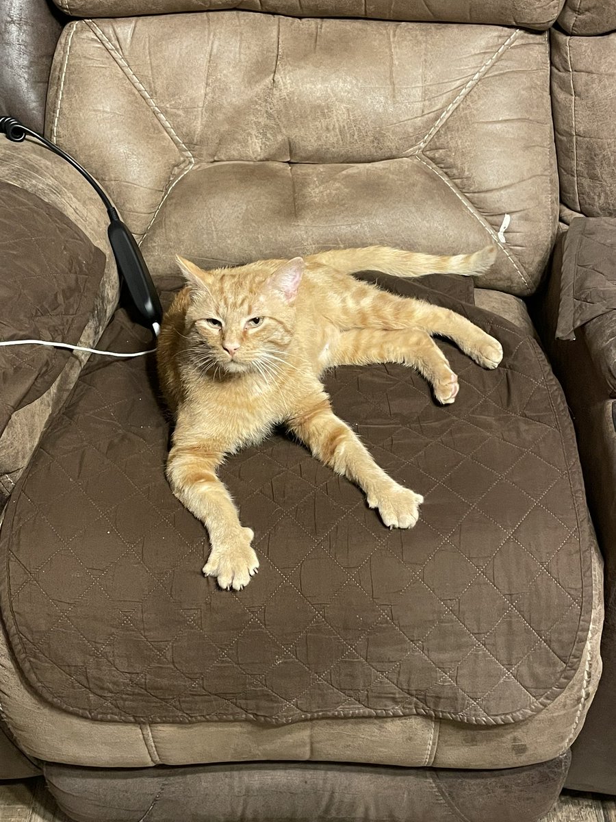 Stan Carpenter (@swcarpenter07) on Twitter photo Didn’t take long for Cheeto to get settled in. Thank you again <a href="/bestfriends/">Best Friends</a>. Didn’t take long for Cheeto to get settled in. Thank you again <a href="/bestfriends/">Best Friends</a>.