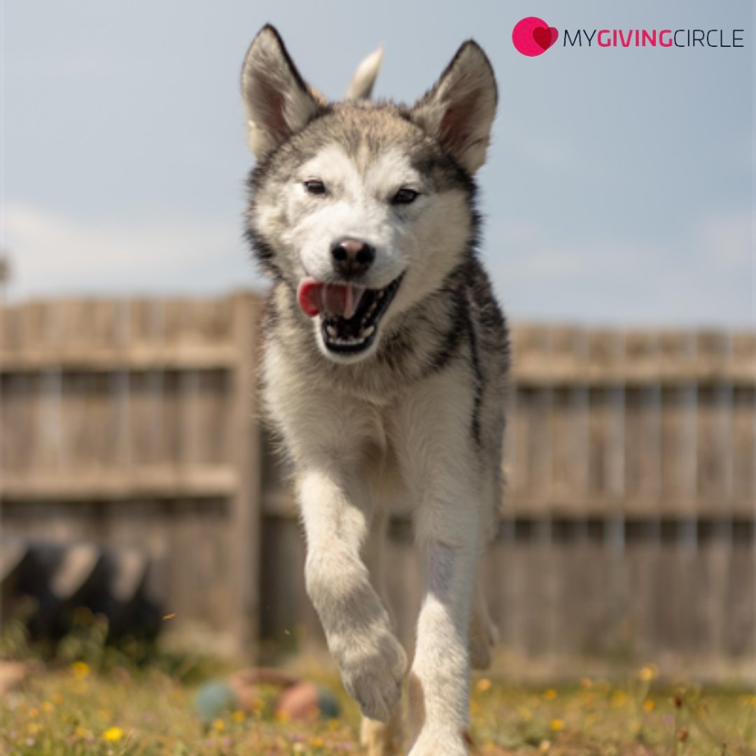 The latest MyGivingCircle Grants Round has begun! 💚

We need just 20 more votes before to qualify, giving us the chance to receive vital funding that could change the lives of dogs in our care. 🐶

Voting is completely free and only takes a minute:
mygivingcircle.org/jerry-green-do…