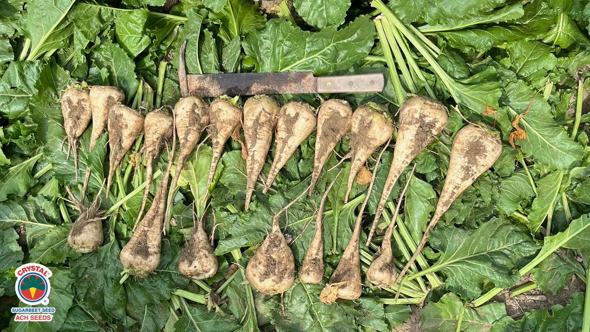 beet_ach's tweet photo. Our first pre-harvest sample of the season is looking clean and strong - Crystal G229 is showing off! 💪 Big thanks to Agronomist Ethan Patterson at MSC for the photo! 📸 #ACHSeeds https://t.co/0vdyvf1Uvz