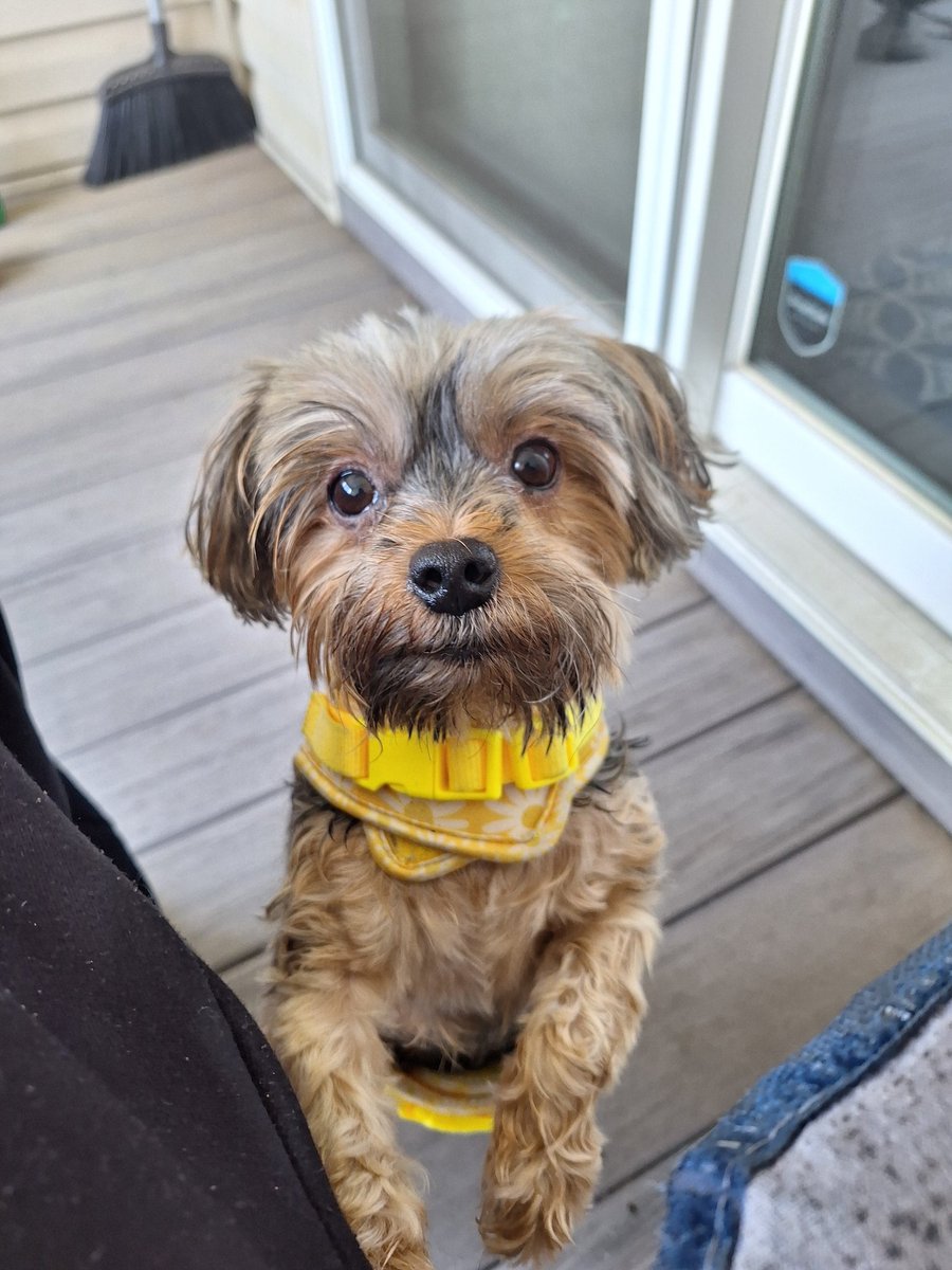 DaAngryOstrich's tweet image. Max is drying off after taking a swim in the river.