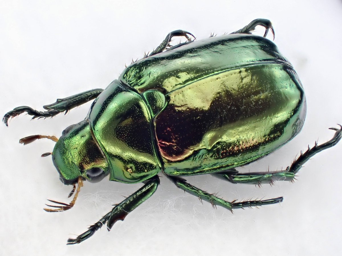 DamasterCarabus's tweet image. コガネムシ
Mimela splendens
🇯🇵 Japan
先週末採集行ったらクルミの木の下でひっくり返って★になってました。
綺麗な状態だったのでお持ち帰り。
蟻とかいたら嫌なので念の為酢エチで〆処理しました😅
