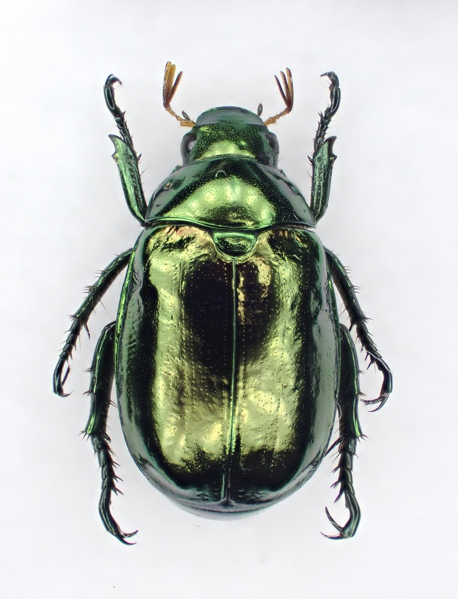 DamasterCarabus's tweet image. コガネムシ
Mimela splendens
🇯🇵 Japan
先週末採集行ったらクルミの木の下でひっくり返って★になってました。
綺麗な状態だったのでお持ち帰り。
蟻とかいたら嫌なので念の為酢エチで〆処理しました😅