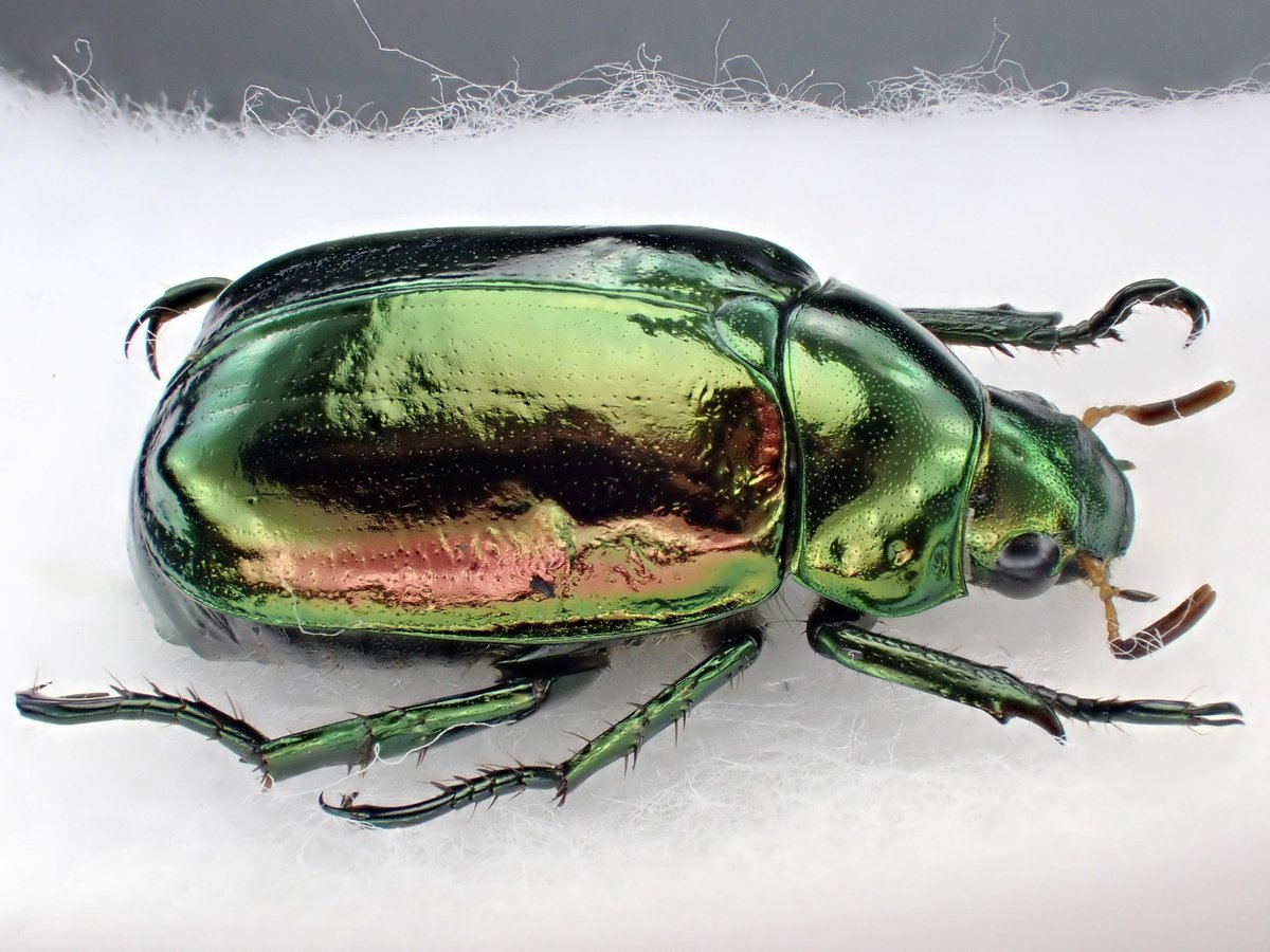 DamasterCarabus's tweet image. コガネムシ
Mimela splendens
🇯🇵 Japan
先週末採集行ったらクルミの木の下でひっくり返って★になってました。
綺麗な状態だったのでお持ち帰り。
蟻とかいたら嫌なので念の為酢エチで〆処理しました😅