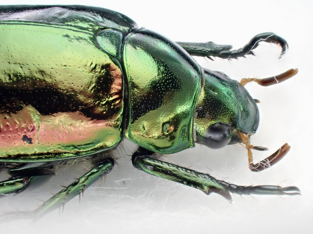 DamasterCarabus's tweet image. コガネムシ
Mimela splendens
🇯🇵 Japan
先週末採集行ったらクルミの木の下でひっくり返って★になってました。
綺麗な状態だったのでお持ち帰り。
蟻とかいたら嫌なので念の為酢エチで〆処理しました😅