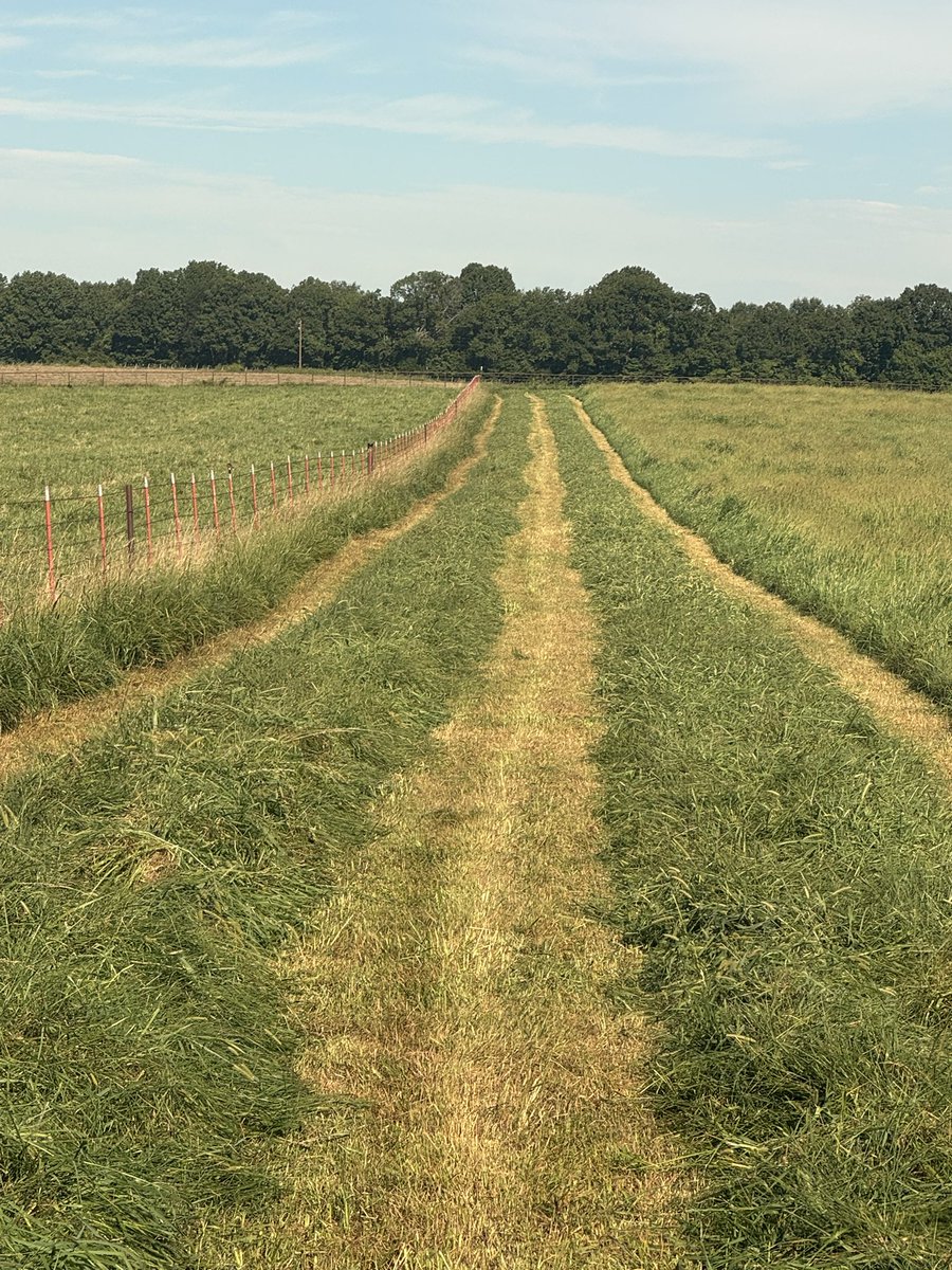 dbfarms2023's tweet image. We’ve been cutting hay all week and still at it this morning. Nanny said how do you plan on getting all this done. I said keep my butt in seat of tractor you keep tea and bologna coming