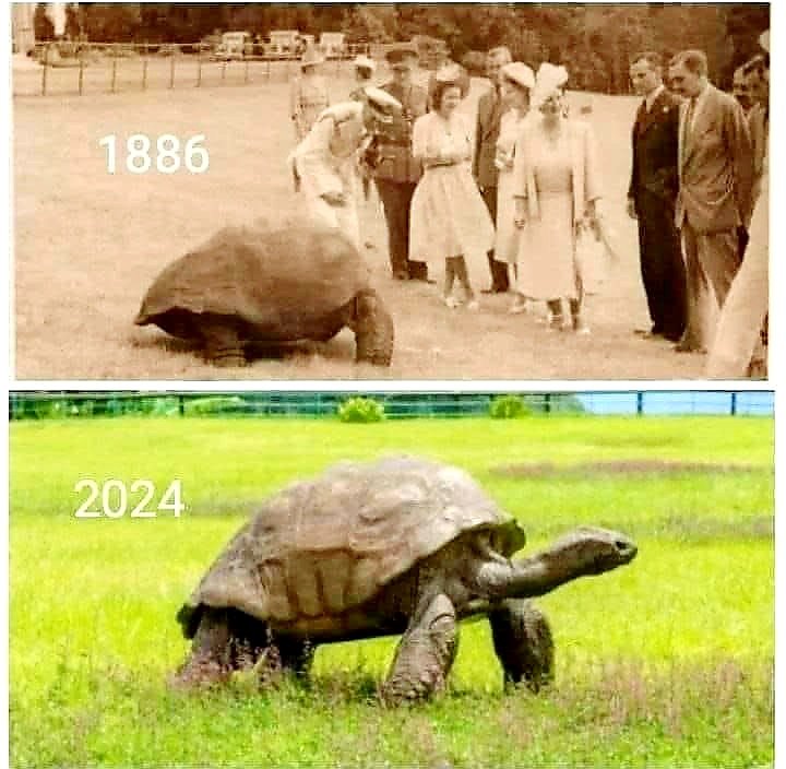 russcar10now's tweet image. Jonathan the tortoise.
Hatched in 1832, he is 192 years old. Imagine going from horse & buggy to watching a billionaire lanch an electric car into space. 😳😲😉