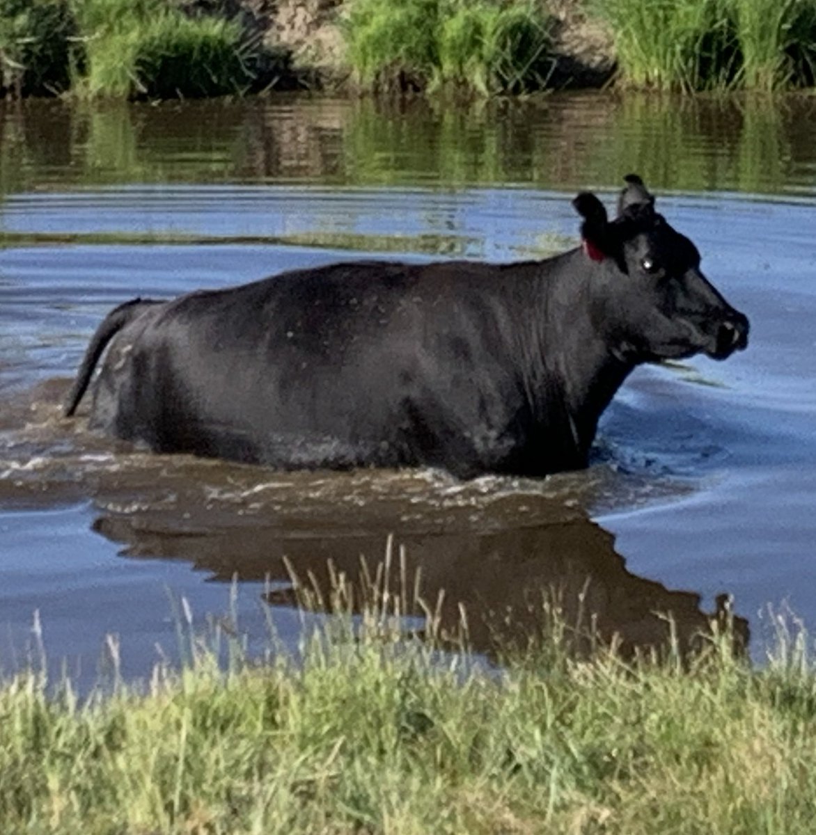 WLDdefense's tweet image. A domestic animal that should never be allowed to set hoof on public land. Even when cows haven't yet eaten down all the green riparian vegetation, their presence results in brown churned up water contaminated by manure and urine.