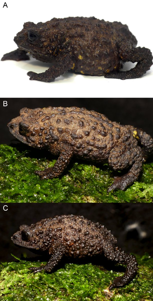 Mauricio Ortega (@biomauro_rtg) on Twitter photo #IkiamInvestiga | Our article, on the description of a New Plump-toad Osornophryne, has been published today in <a href="/PeerJLife/">PeerJ - the Journal of Life & Environment</a>
The 1st paper worked in the @lbi_ikiam / #BioBank
peerj.com/articles/19760
#Biodiversity #Biogeography #Taxonomy #Zoology
<a href="/f_ecominga/">Fundacion EcoMinga</a> <a href="/INABIO_EC/">INABIO.EC</a> <a href="/Mayamu11/">Mario H. Yánez-Muñoz</a> #IkiamInvestiga | Our article, on the description of a New Plump-toad Osornophryne, has been published today in <a href="/PeerJLife/">PeerJ - the Journal of Life & Environment</a>
The 1st paper worked in the @lbi_ikiam / #BioBank
peerj.com/articles/19760
#Biodiversity #Biogeography #Taxonomy #Zoology
<a href="/f_ecominga/">Fundacion EcoMinga</a> <a href="/INABIO_EC/">INABIO.EC</a> <a href="/Mayamu11/">Mario H. Yánez-Muñoz</a>