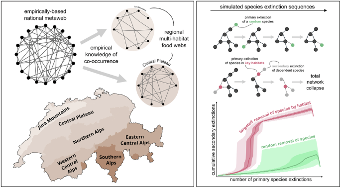 CommsBio's tweet image. Species loss in key habitats accelerates regional food web disruption: Communications Biology, Published online: 03 July 2025; doi:10.1038/s42003-025-08396-ySimulating extinctions across regional food webs reveals that losing species from one habitat—… nature.com/articles/s4200…