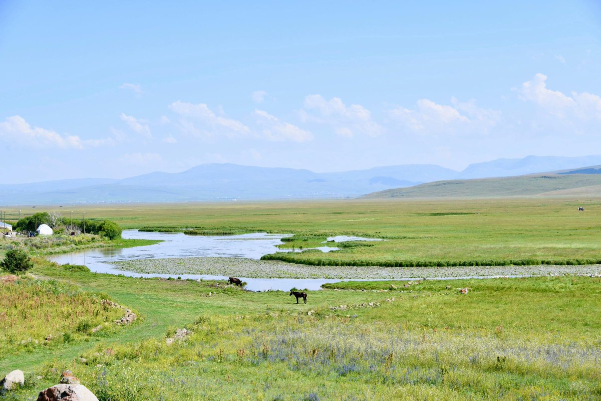 Ardahan Göle Bellitepe Köyü Nilüfer(Lotus) Çiçekleri Kura nehrinde açmaya başladı.