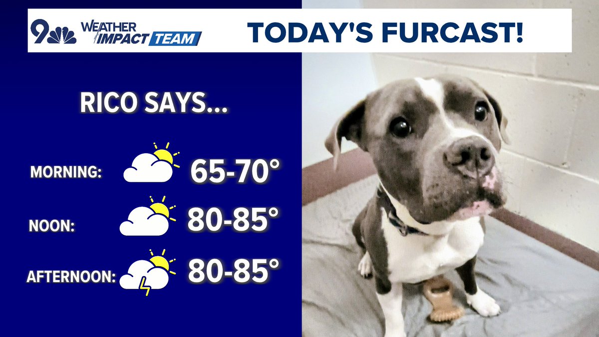 Chris Bianchi (@bianchiweather) on Twitter photo Finally, a cooler/cloudier day where the dog walk won't be an inferno...
Rico loves to be the center of attention, and he's available for adoption from <a href="/MaxFundShelter/">MaxFund Animal Adoption Center</a>!
Want to provide Rico a forever home? Info below:
#COwx Finally, a cooler/cloudier day where the dog walk won't be an inferno...
Rico loves to be the center of attention, and he's available for adoption from <a href="/MaxFundShelter/">MaxFund Animal Adoption Center</a>!
Want to provide Rico a forever home? Info below:
#COwx