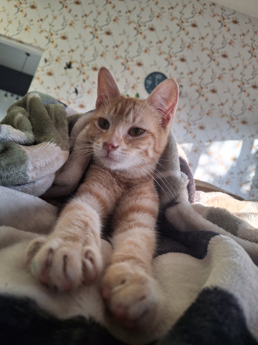 This is Pip!

She is now my child :&gt;