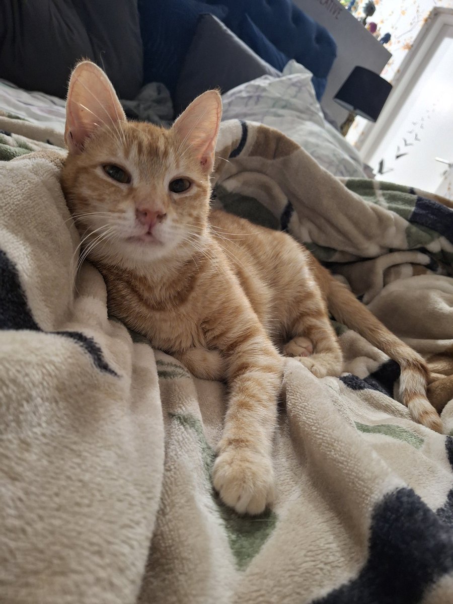 Little Goosie tweet media