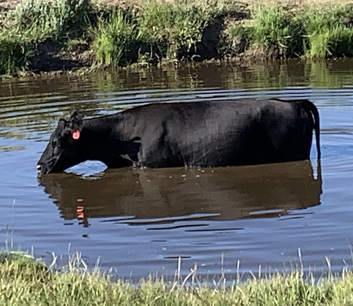 WLDdefense's tweet image. A domestic animal that should never be allowed to set hoof on public land. Even when cows haven't yet eaten down all the green riparian vegetation, their presence results in brown churned up water contaminated by manure and urine.