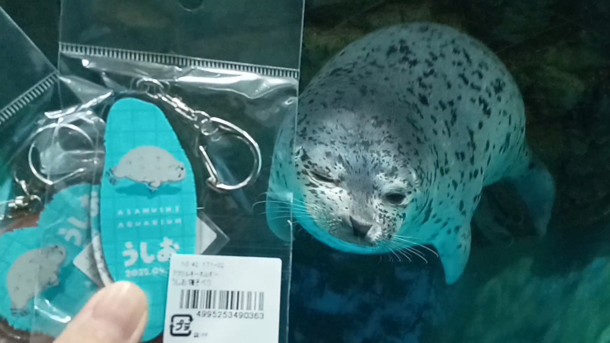 mutsuki__0723's tweet image. うしおくんグッズ発売中です!
#浅虫水族館