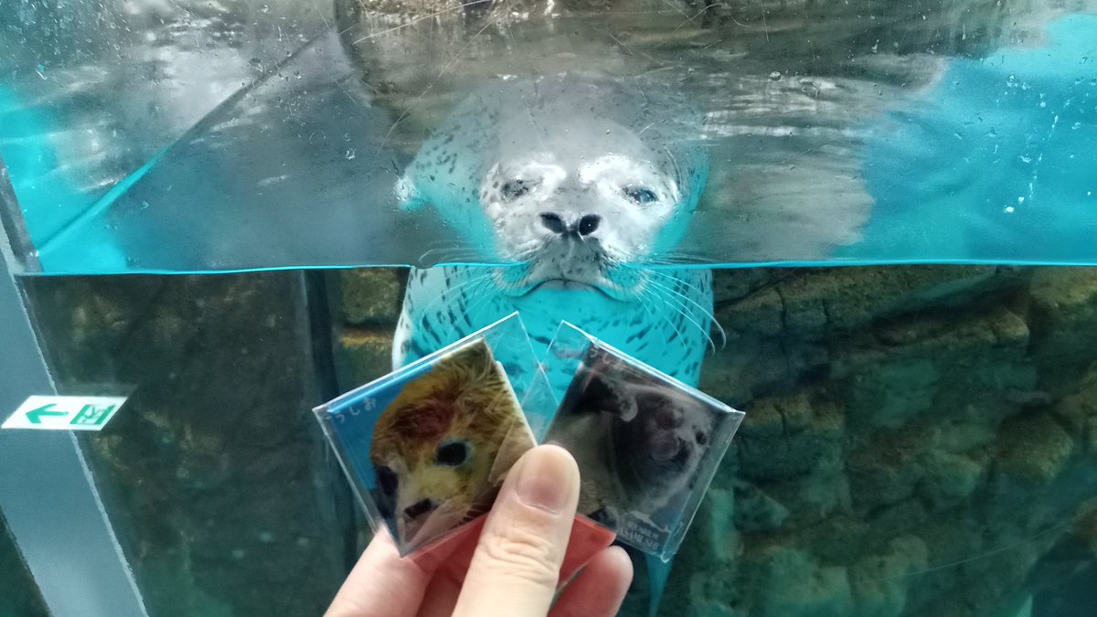mutsuki__0723's tweet image. うしおくんグッズ発売中です!
#浅虫水族館