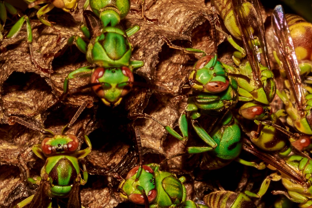 bownaankamal's tweet image. Possibly from the genus Polistesor Ropalidia
Green Paper Wasp - With their metallic emerald bodies and reddish eyes, they look like tiny jewels—but don’t be fooled, these social wasps are fierce defenders of their papery nests.
Found only in select regions like this, they play…