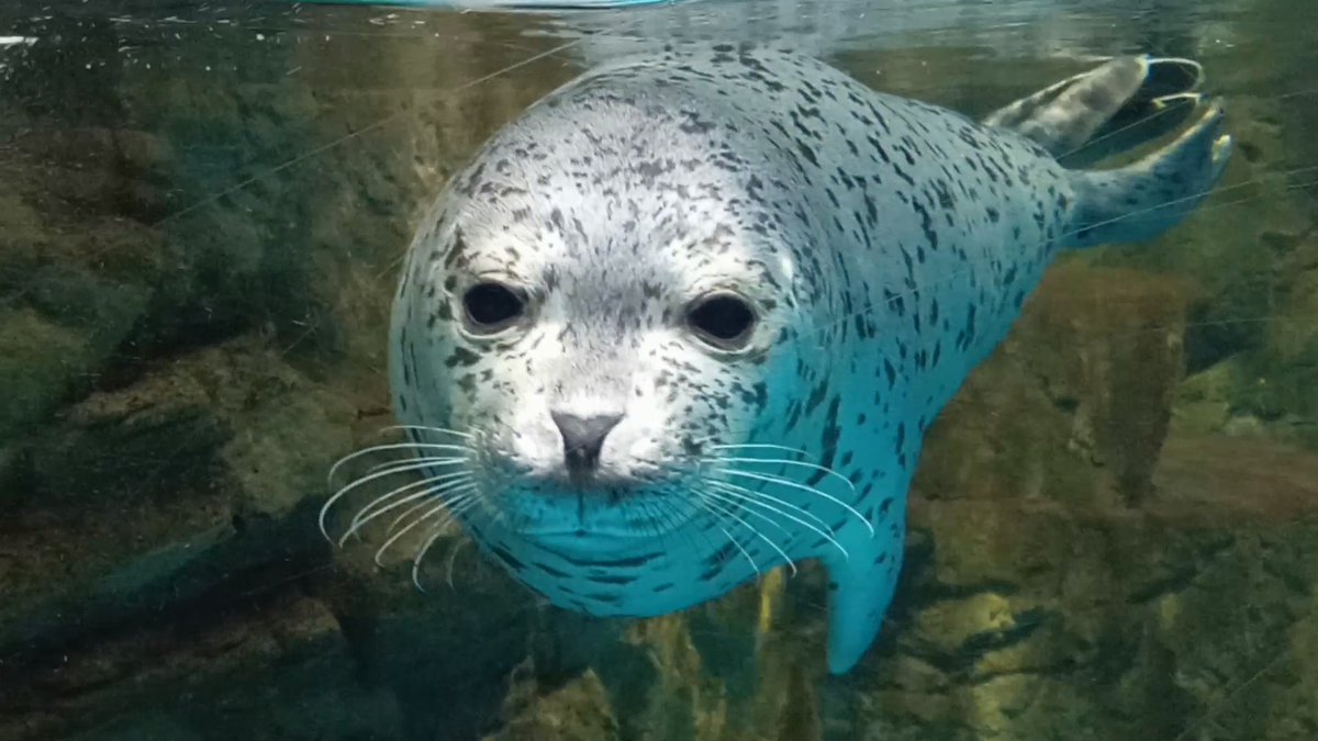 mutsuki__0723's tweet image. 我々を魅了するうしおくん｡
#浅虫水族館