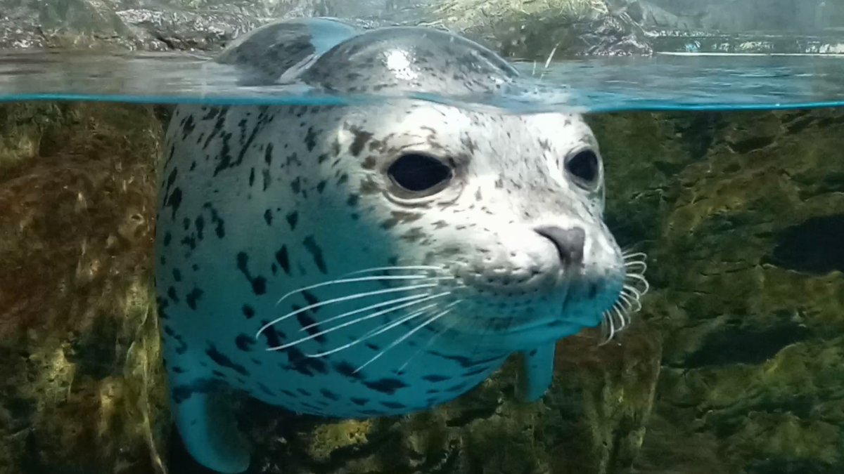 mutsuki__0723's tweet image. 我々を魅了するうしおくん｡
#浅虫水族館