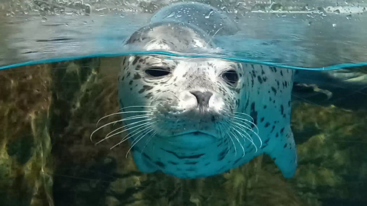mutsuki__0723's tweet image. 我々を魅了するうしおくん｡
#浅虫水族館