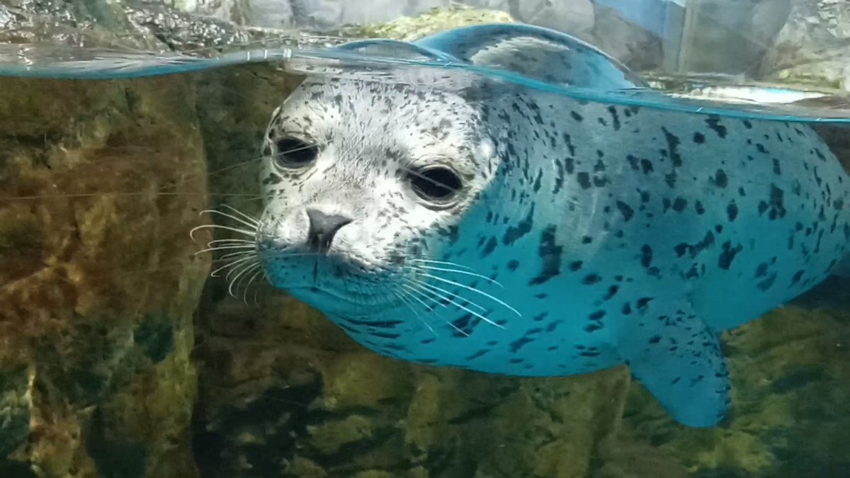 mutsuki__0723's tweet image. 我々を魅了するうしおくん｡
#浅虫水族館