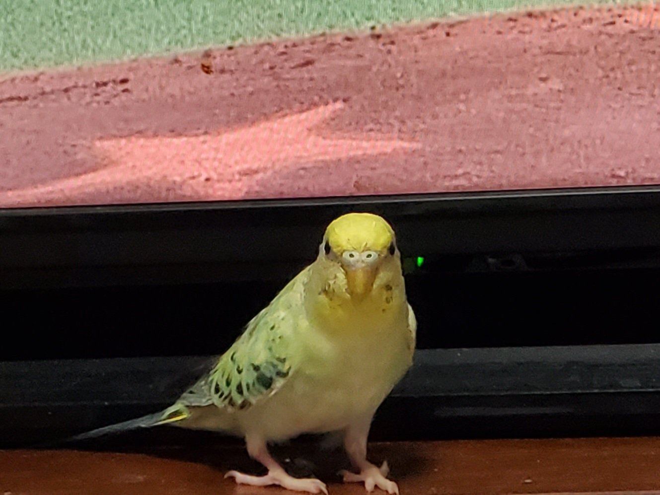 ◆インコ◆ お客様専用約1/2サイズコザクラインコ | TinyBooBoo