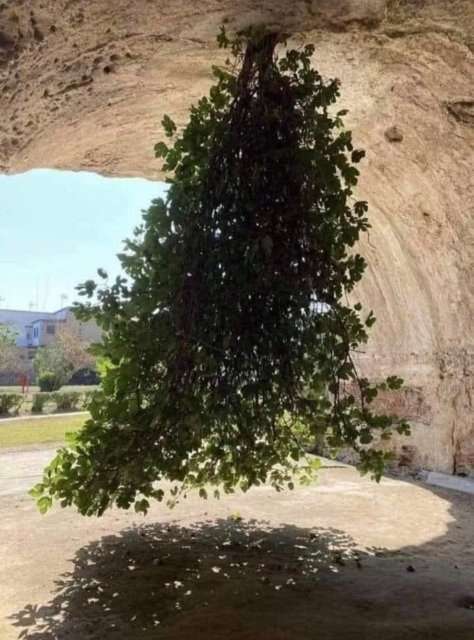 KateriSeraphina's tweet image. A Bacoli en Italie, un figuier sauvage pousse la tête en bas ; l’arbre pend littéralement d’une voûte des anciens thermes romains, au cœur du complexe archéologique de Baia.
À l’origine l'arbre poussait au-dessus de la voûte mais ses racines risquaient d’abîmer la structure.…