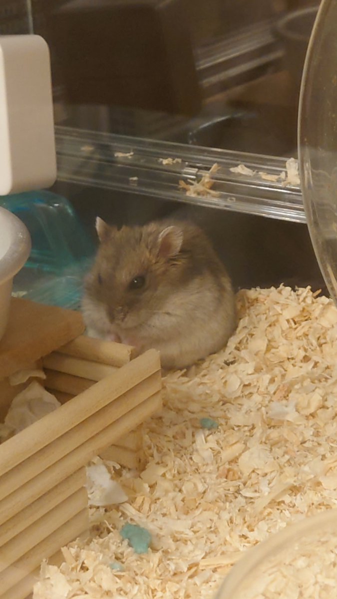 kemari_no_ouchi's tweet image. なんかじっと考え事してる…