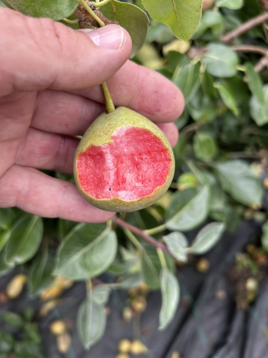 stewartwaine's tweet image. Blood 🩸 pear 🍐 very close to he ripe at least a month earlier