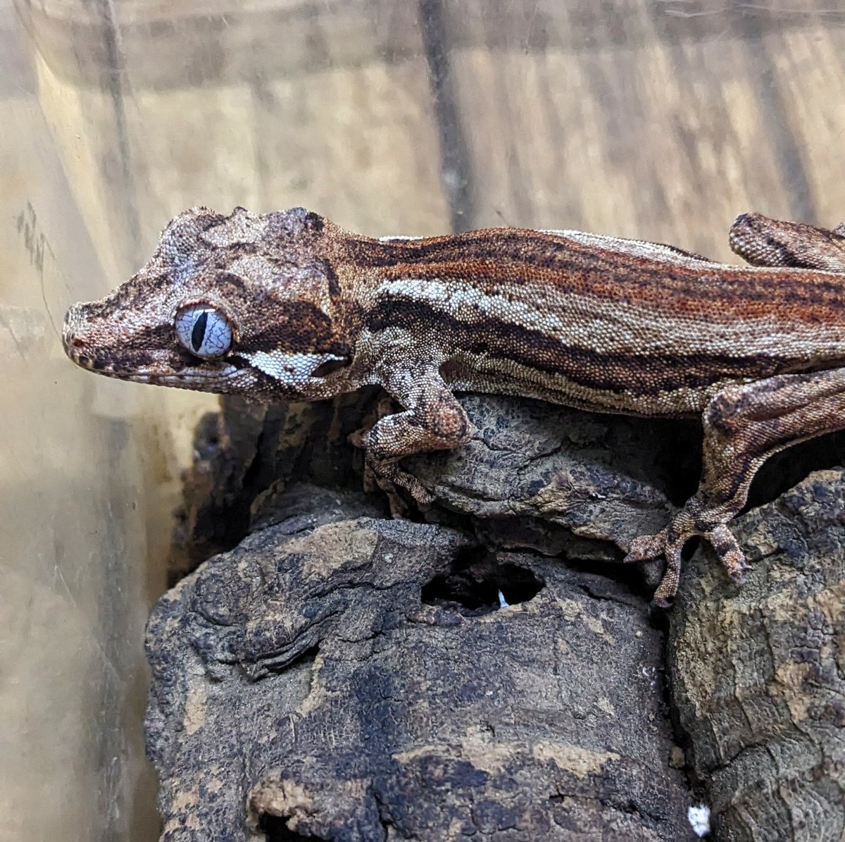 mate_tree's tweet image. ガーゴイルゲッコー24CB  2万5千円
宜しくお願い致します！