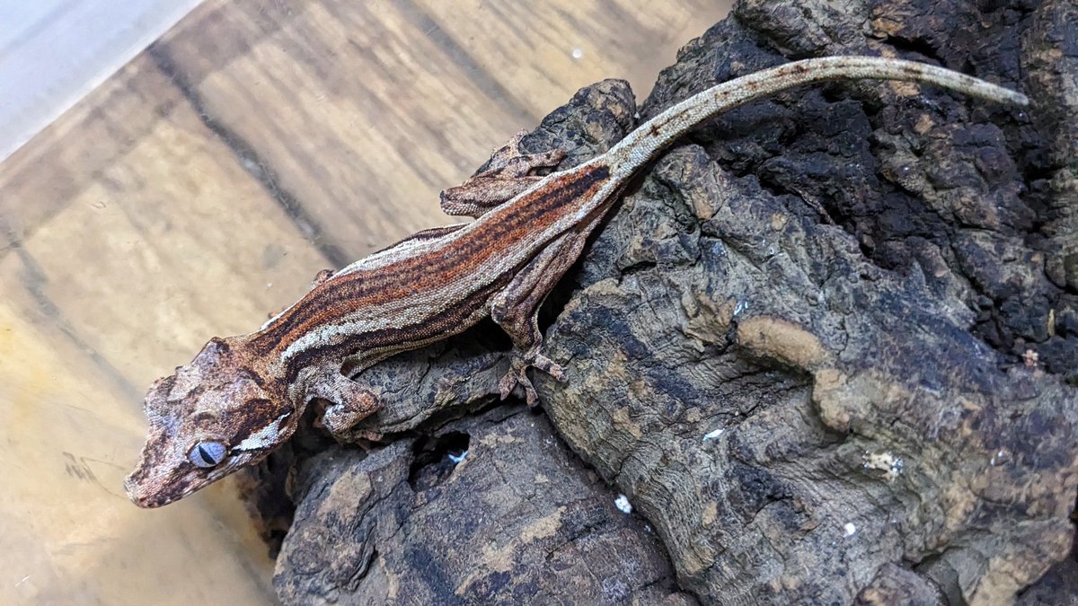 mate_tree's tweet image. ガーゴイルゲッコー24CB  2万5千円
宜しくお願い致します！