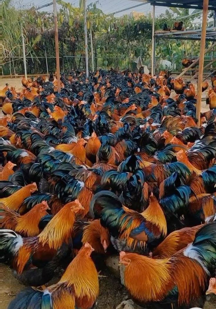 diharagirimana's tweet image. Rooster 🐓 farming is a high profitable business to consider