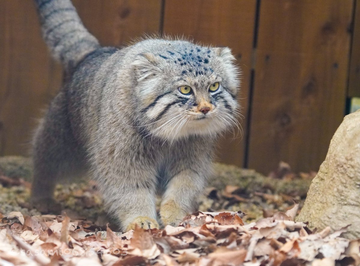 sasami06854503's tweet image. 行くぜ！
#マヌルネコ　#埼玉県こども動物自然公園　#ロータス