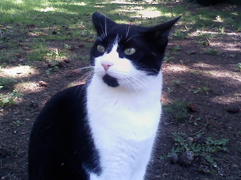 ElonTusk_4Real's tweet image. The end result will not look anything like this, this is simply the foundation
Colorz is a white and black cat
But you'll notice I haven't used a molecule of white or black paint
Why is that? Well almost nothing is actually white or black 'data' as it reaches our eyeballs…