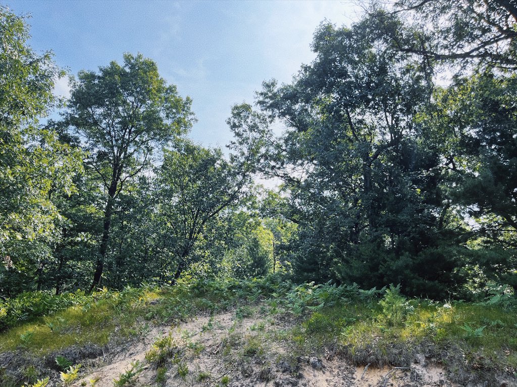 NecktieSalvage's tweet image. I love mornings at my parents’ house, where we grew up.
It’s just woods all around, the house is basically on a sand dune, it feels wild like the house was just plopped down in the middle of the trees, because it basically was.