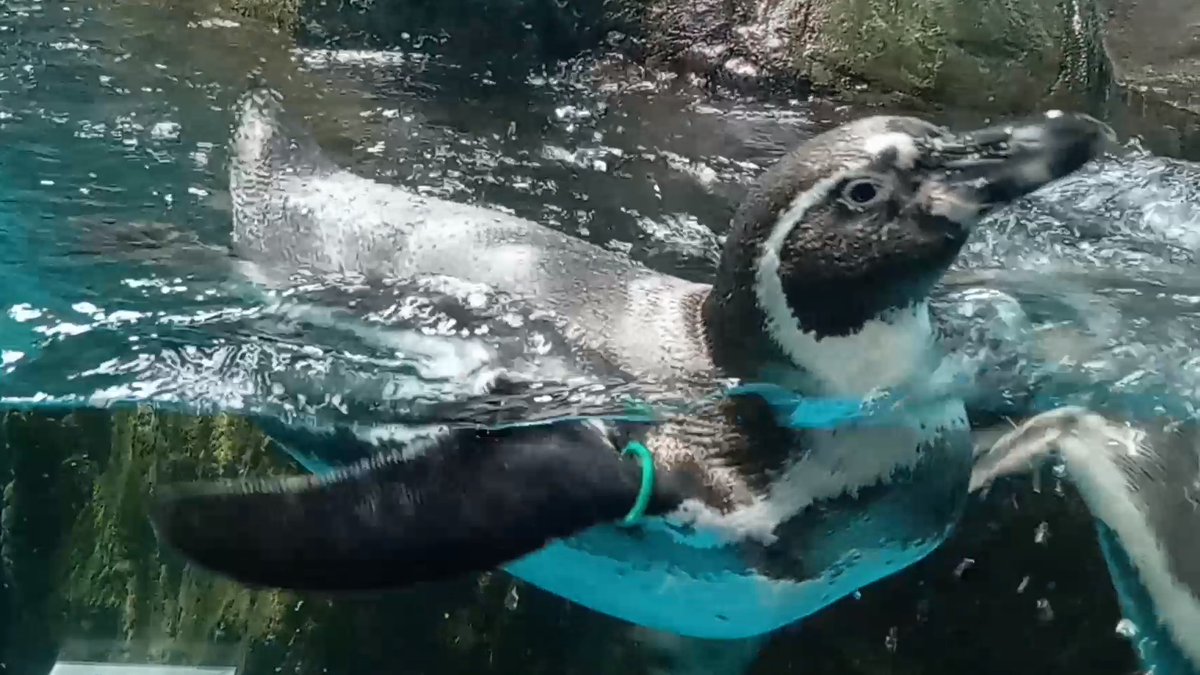 mutsuki__0723's tweet image. 42周年おめでとうございます｡
また来ます!
#浅虫水族館