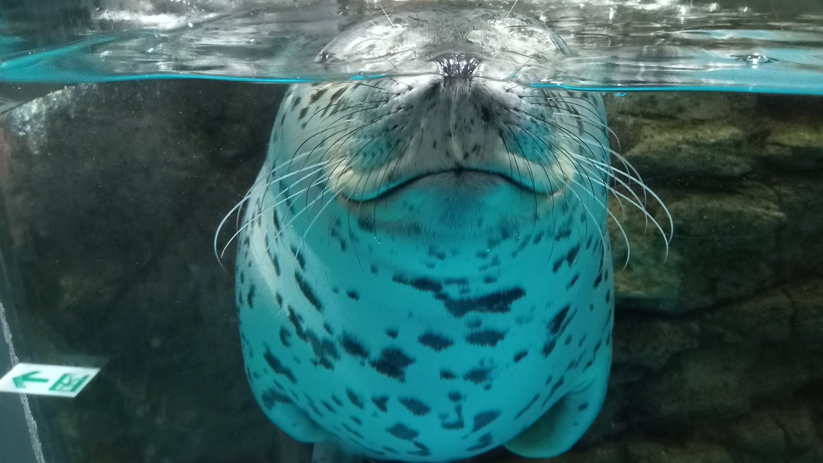 mutsuki__0723's tweet image. 42周年おめでとうございます｡
また来ます!
#浅虫水族館