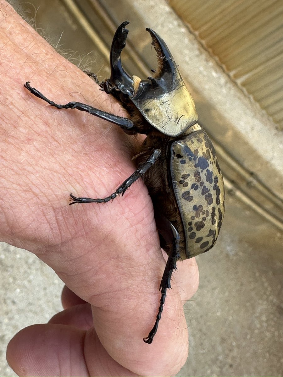 thatseguy's tweet image. Made a little friend today at the job site…