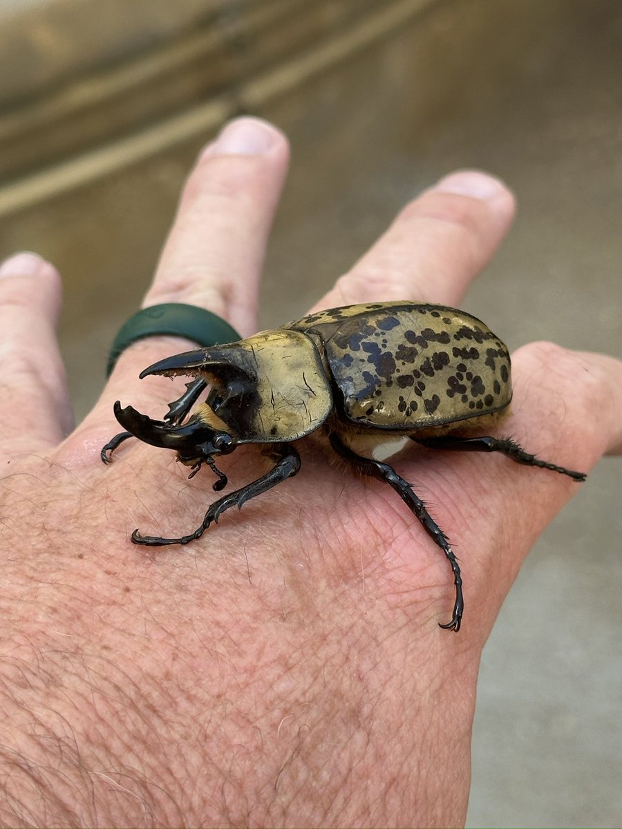 thatseguy's tweet image. Made a little friend today at the job site…