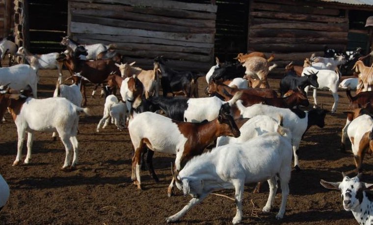CapitalFMUganda's tweet image. Goat plague outbreak in Hoima
An outbreak of goat plague (peste des petits ruminants, PPR) has been confirmed in Hoima District, with Buseruka sub‑county hardest hit. Over 300 goats have died within two weeks, particularly in Lyato, Kasenyi, and the Fofo landing site,…