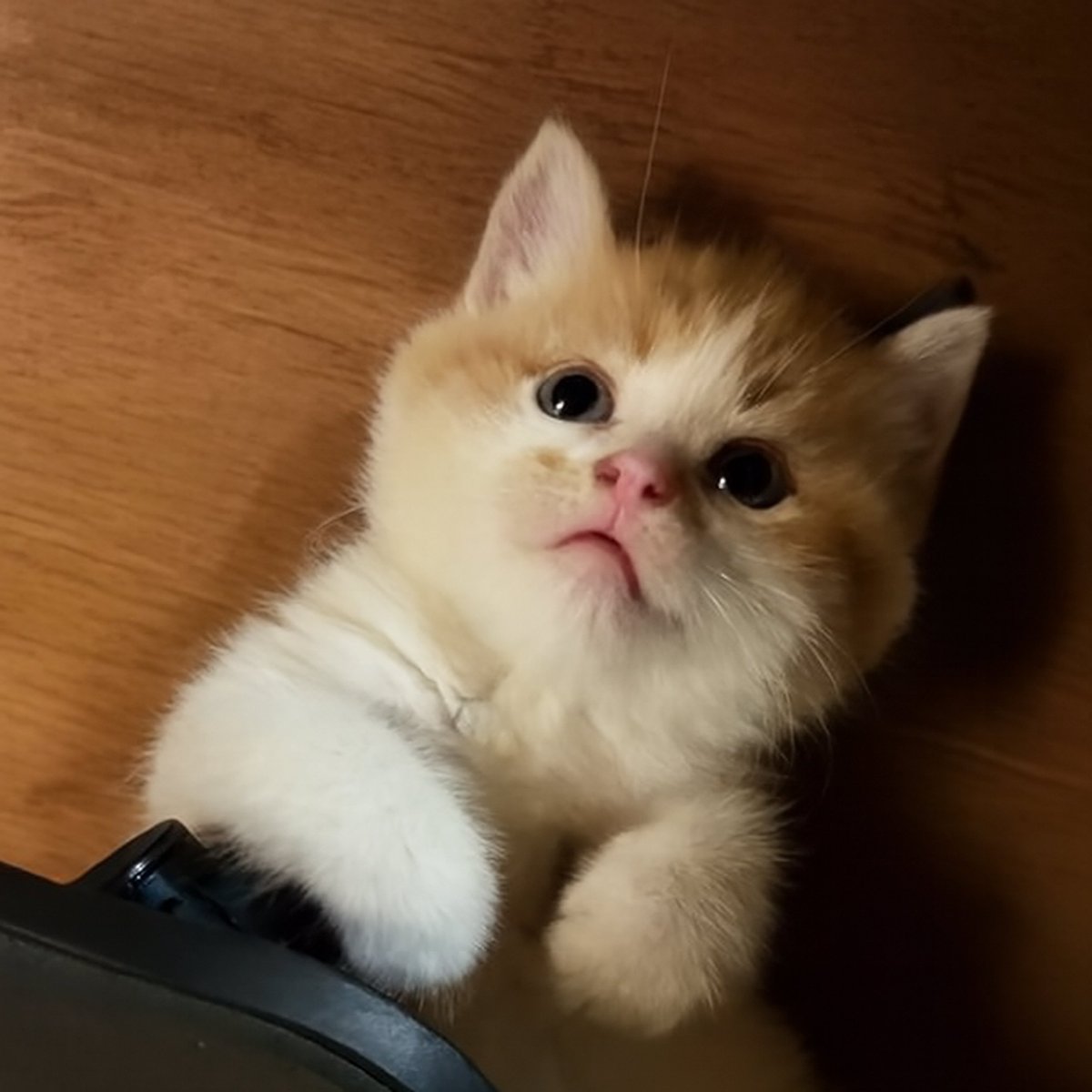 SInfini333's tweet image. New furry family member~
He&apos;s a boy, any fun name ideas?😺