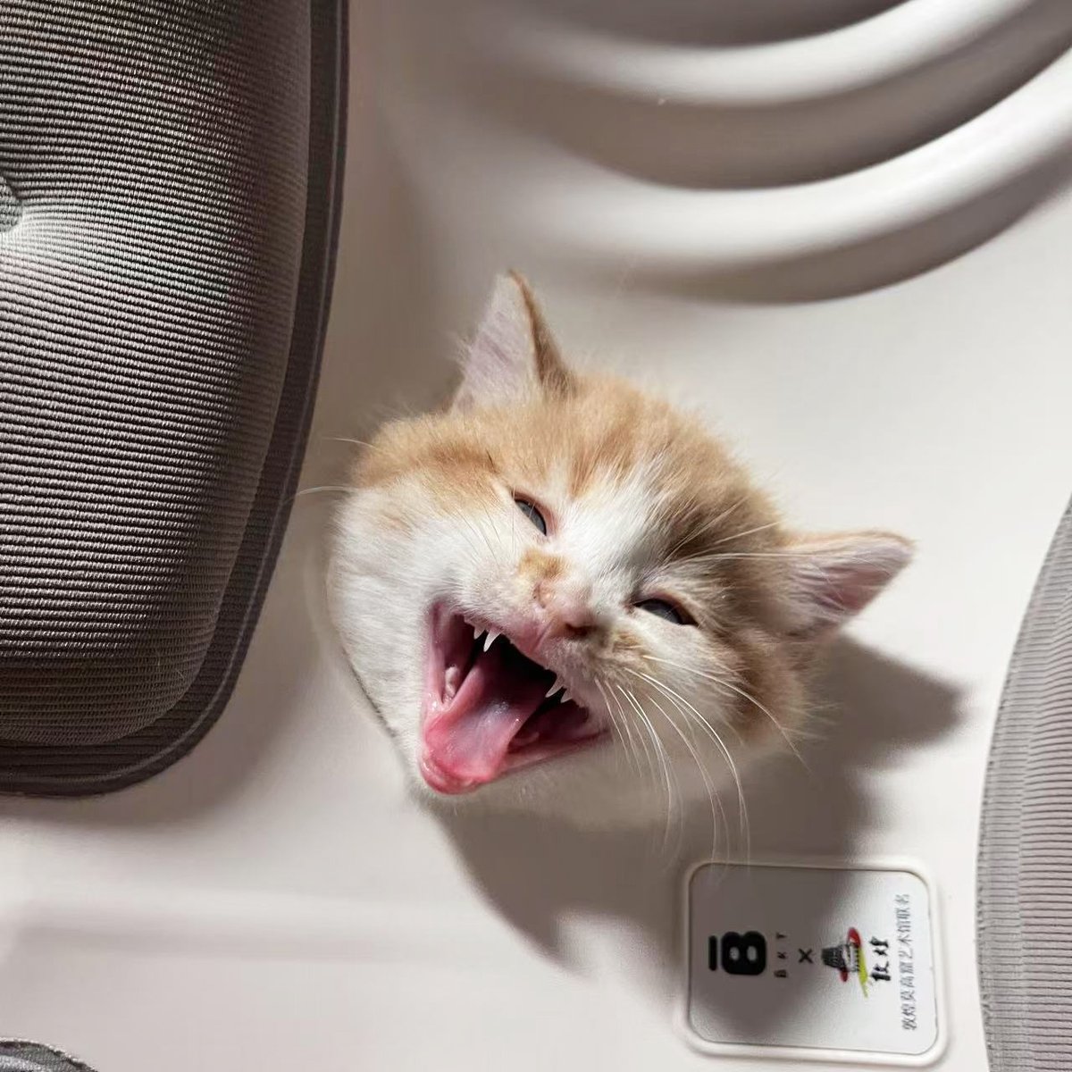 SInfini333's tweet image. New furry family member~
He&apos;s a boy, any fun name ideas?😺